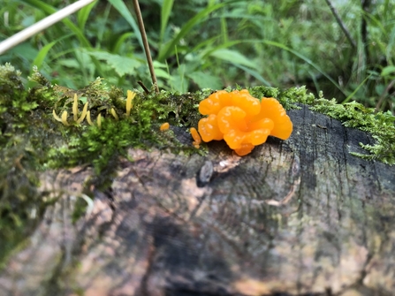 Spooky fungi to spot this season | Essex Wildlife Trust
